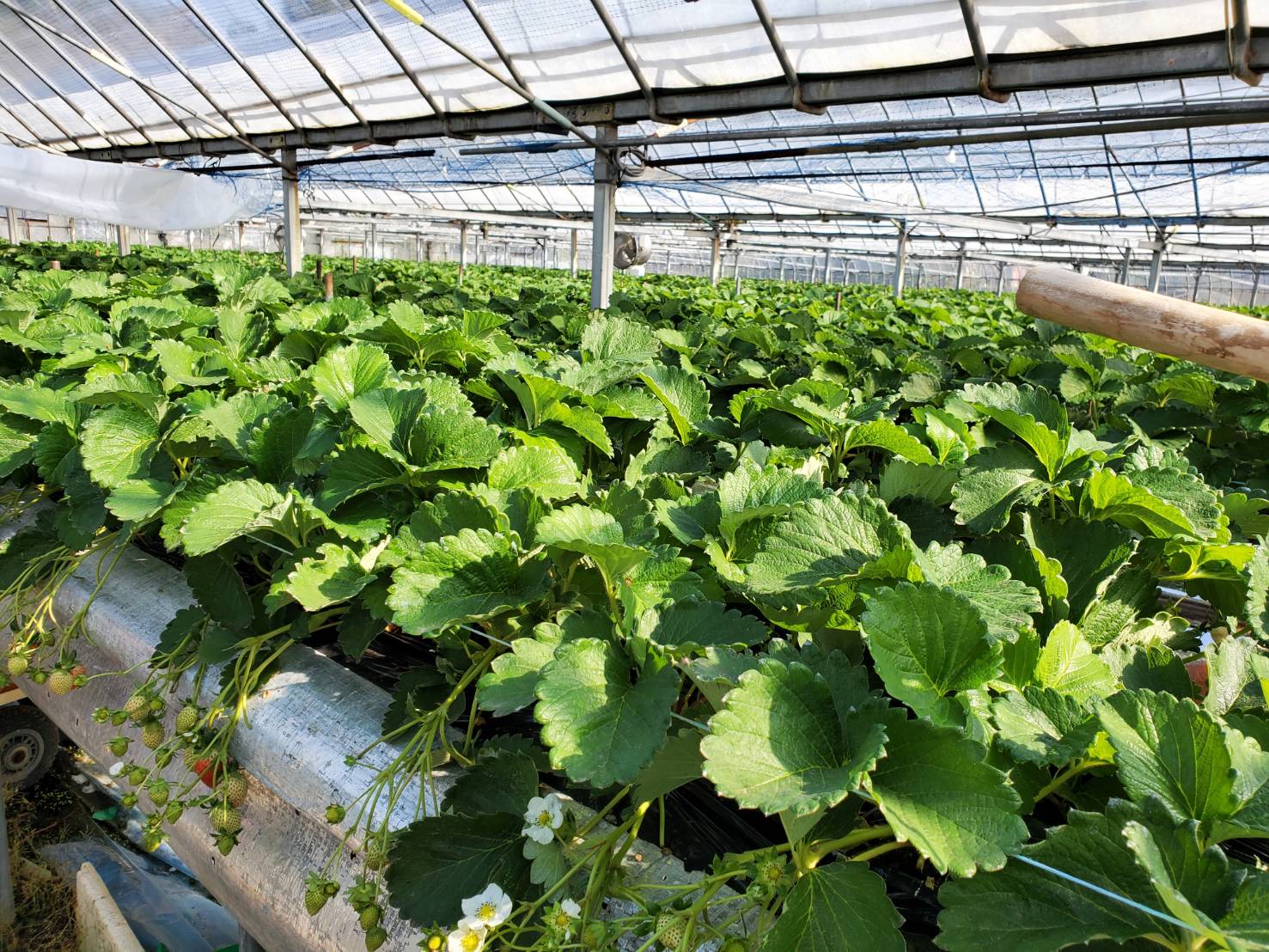 アイキャッチ画像:産地視察