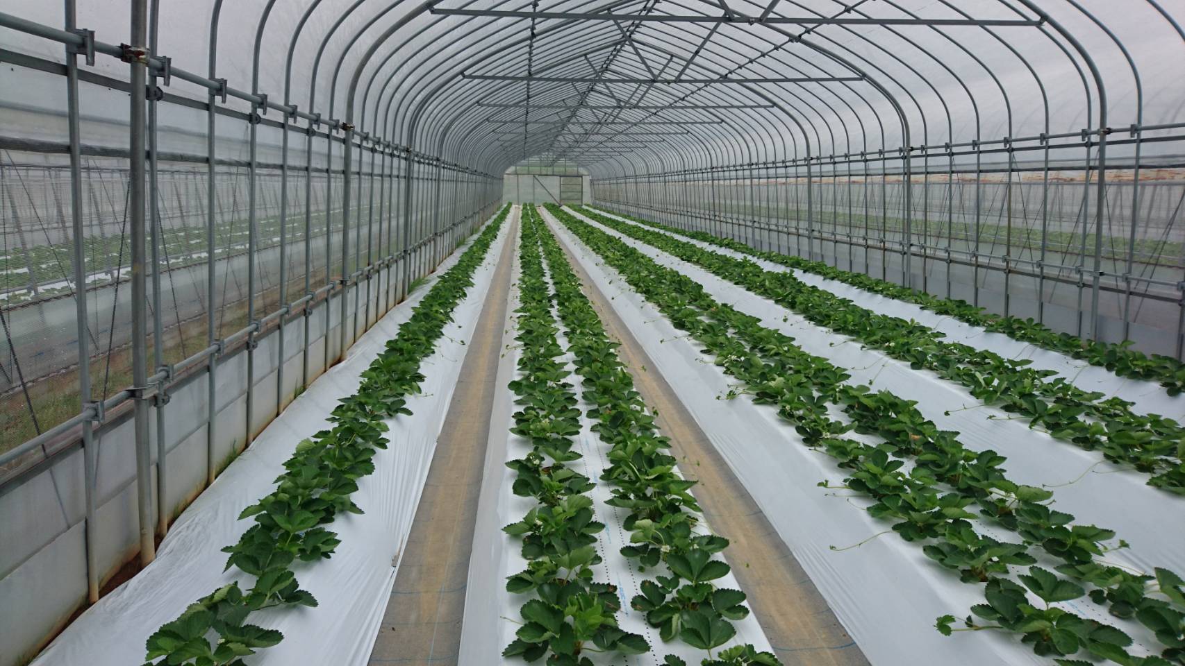 アイキャッチ画像：夏イチゴ